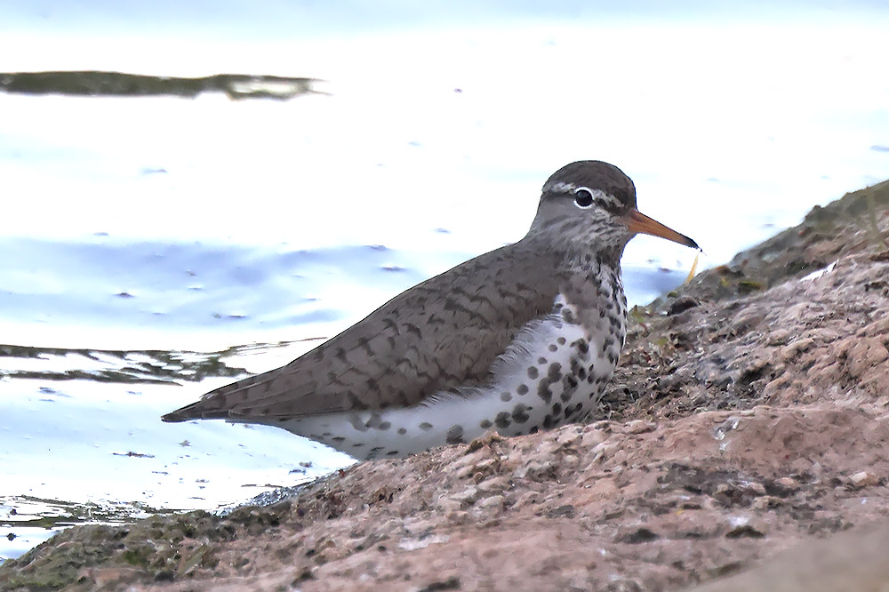 Spotted sandpiper
